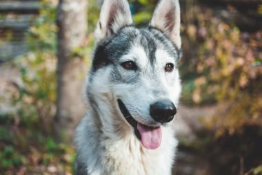 Ormandaki başıboş bir köpek gibi. Başıboş hayvanlar konsepti