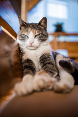 O, kutunun içinde kestirirken sevimli yavru kediyi yakından çek. Evcil hayvan konsepti.