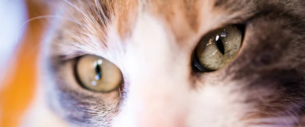 Närbild Söta Kalico Katt Ögon Husdjur Koncept Brett Format — Stockfoto
