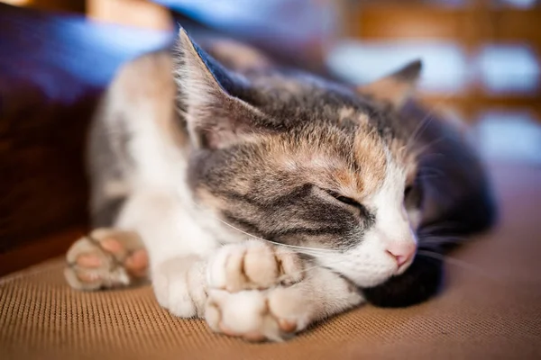 Närbild Söt Calico Katt Medan Hon Sover Inne Lådan Husdjur — Stockfoto