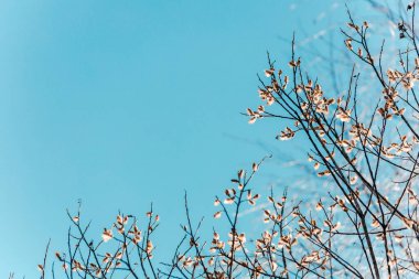 Ağaç dalları olan güzel mavi gökyüzü. Arkaplan, boşluğu kopyala
