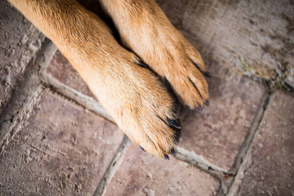 German shepherd dog paws. Young male dog. Resting, relaxing, top view
