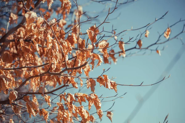 Piękne Błękitne Niebo Gałęziami Drzew Tło Przestrzeń Kopiowania — Zdjęcie stockowe
