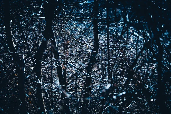 Mörkblå Grenar Mystisk Magisk Skog Bakgrund Struktur Och Mönster — Stockfoto