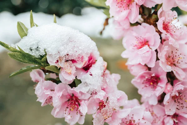 Pink tree flowers covered in snow. Spring time, cold weather