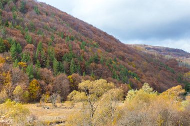 Sonbahar manzarası, tepe ve orman. Doğu Avrupa, Sırbistan