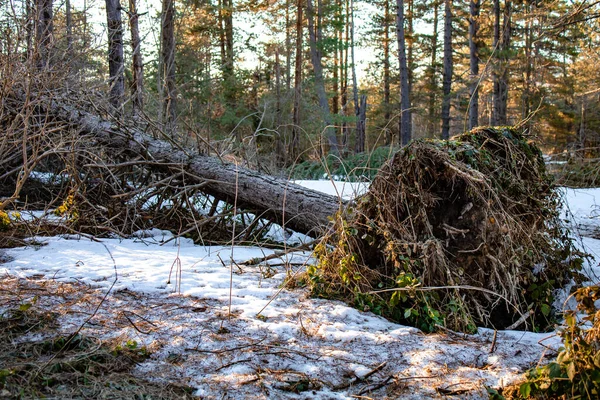 Upadłe Drzewo Powodu Burzliwej Pogody Zmiany Klimatu — Zdjęcie stockowe