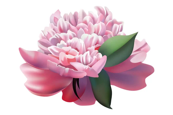 Pink Bud Peony Vector — Stock Vector