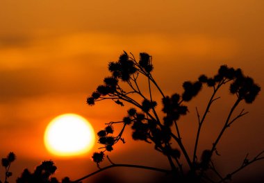 Gün batımının tezgahındaki çalılıklarda.