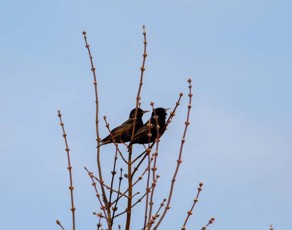 Une Paire Étourneaux Assis Sur Arbre — Photo