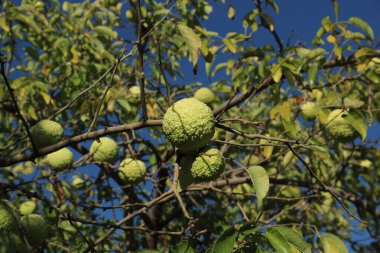Turuncu meyveli Maclura pomifera, at elması, adem elması. Meyveler zehirlidir ve alternatif tıpta kullanılır..