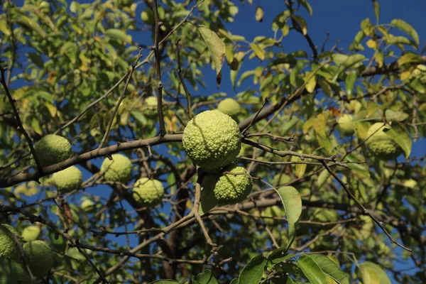 Maclura pomifera z owocami osage pomarańczowy, końskie jabłko, adams jabłko. Owoce są trujące i stosowane w medycynie alternatywnej.. — Zdjęcie stockowe