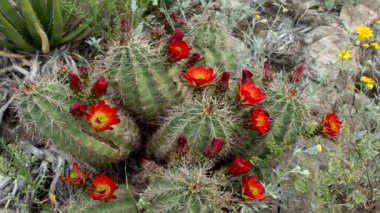 Claret Cup Kaktüsü Echinocereus triglochidiatus Teksas, ABD.