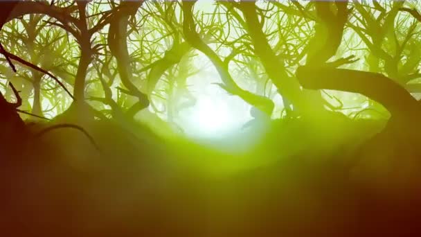 Une Forêt Mystérieuse Magique Terrible Passage Sombre Travers Brume Fumée — Video