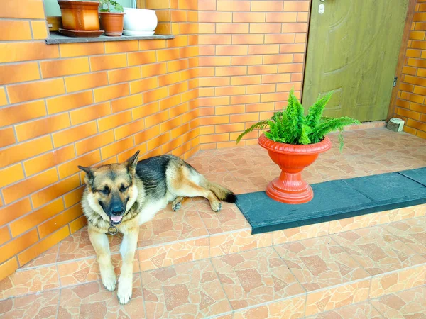 Pastor Perro Descansando Cerca Casa Las Escaleras Cerca Puerta — Foto de Stock