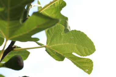 İncir ağacı, yeşil yapraklar ve güneşli havada olgunlaşan incir meyveleri..