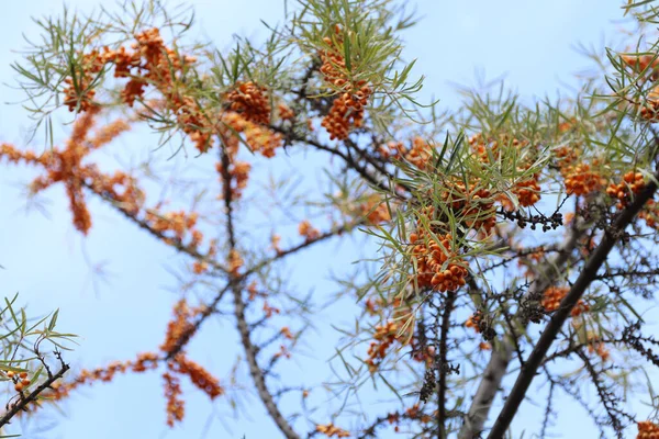 Árbol Espino Cerval Mar Frutos Naranjas Saludables Durante Maduración Clima —  Fotos de Stock