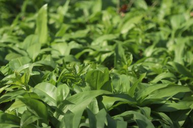 Ormanda hasat etmeye hazır yabani sarımsaklı halı. Baharda ormanda yetişen Ramson ya da ayı sarımsağı. Allium ursinum.