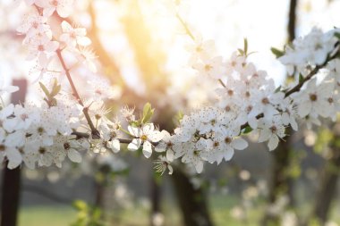 Güzel kiraz çiçekleri güneşli bir bahar gününde tarafsız arka planda çiçek açarlar.