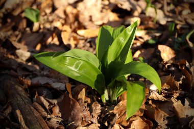 Ormanda hasat etmeye hazır yabani sarımsak. Baharda ormanda yetişen Ramson ya da ayı sarımsağı. Allium ursinum.
