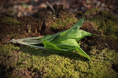Orman kütüğündeki yosun halılı sarımsak yapraklarını kapatın. Baharda ormanda yetişen Ramson ya da ayı sarımsağı. Allium ursinum.