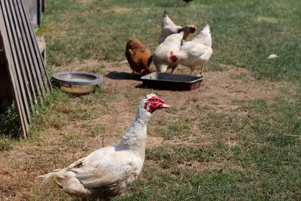Rural yard, detail of a young turkey in the foreground. A group of white and brown hens feeding in the background.