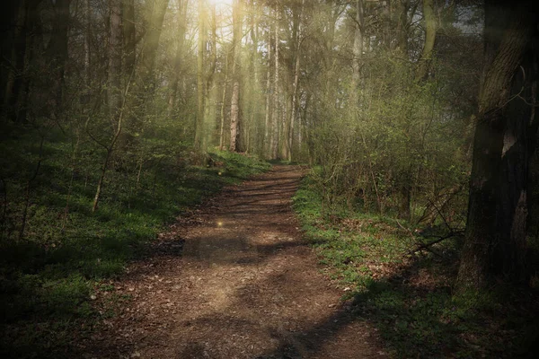 Fußweg Durch Wald Beleuchtet Von Sonnenstrahlen Durch Nebel Schöner Grüner — Stockfoto