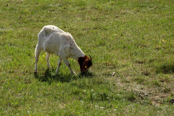 Keçi Kahverengi Beyaz Güneşli Bahar Günlerinde Çayırlarda Otluyor Kahverengi Kafa — Stok fotoğraf