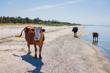 İnekler sahilde yürüyor