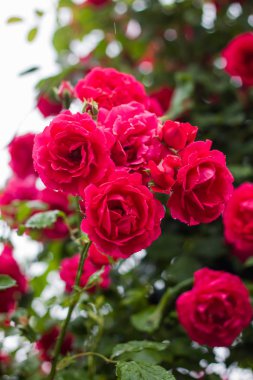 Baharda çalılıklarda güzel kırmızı güller