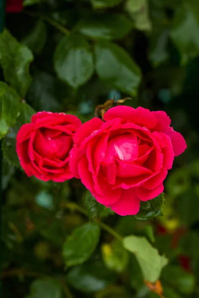 Vackra Röda Rosor Busken Våren — Stockfoto