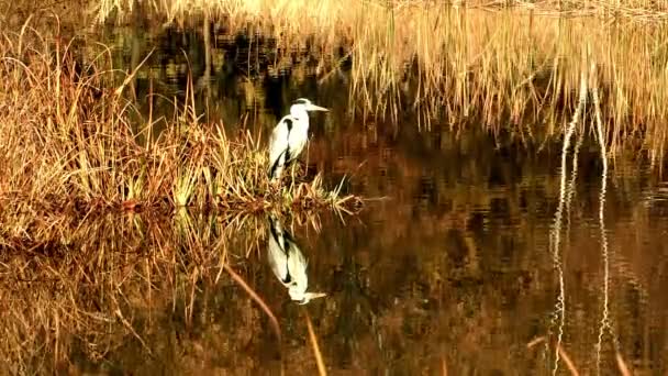 Volavka na břehu rybníka — Stock video