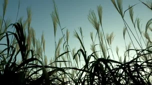 Вид Шпионской Травы Сеуле Корея — стоковое видео