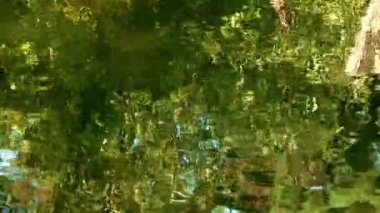 yeşil ağaçlar su yansıtan 