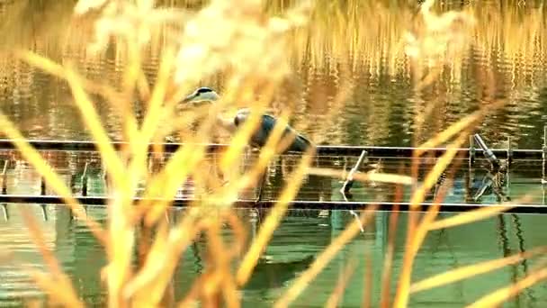 Reiher läuft auf Teich — Stockvideo
