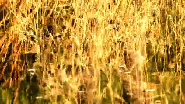 Herbe jaune réfléchissant sur l'eau — Video