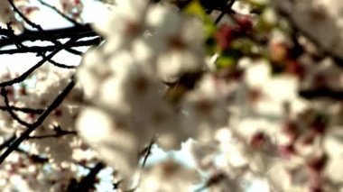 güzel ağaç dalları ile kiraz çiçeği