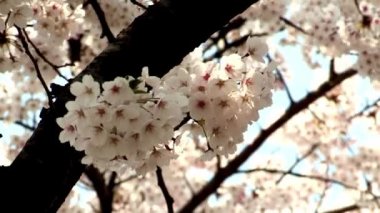 güzel ağaç dalları ile kiraz çiçeği