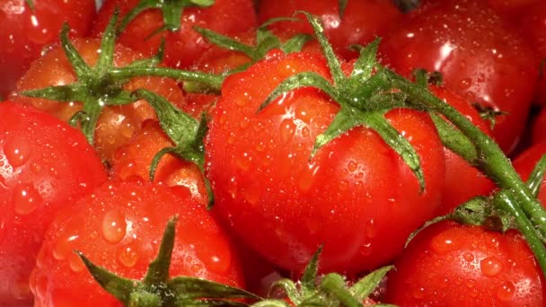 Stapel van verse tomaten — Stockvideo