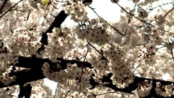 White blossom trees in park — Stock Video