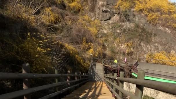 Trätrappor och träd i Yongbongsan berg — Stockvideo