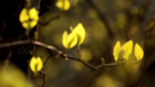 Les arbres fleurissent avec des fleurs jaunes dans le parc — Video