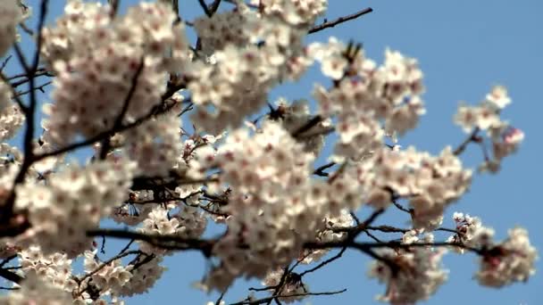 Belles branches d'arbres avec des fleurs de cerisier — Video
