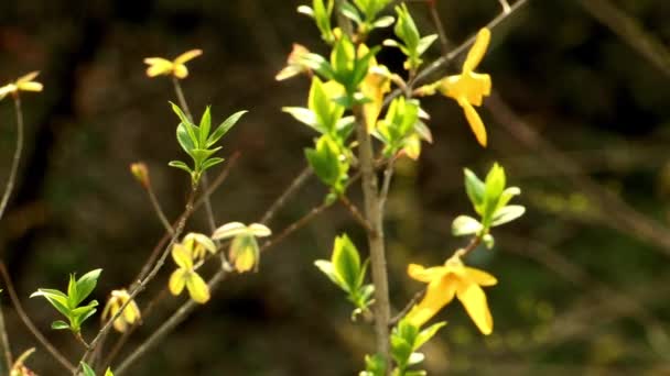 Bomen bloeien met gele bloemen in park — Stockvideo
