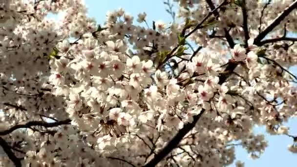 Hermosas ramas de árboles con flor de cerezo — Vídeos de Stock