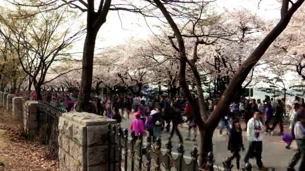 Pessoas caminhando sob árvores de flor — Vídeo de Stock