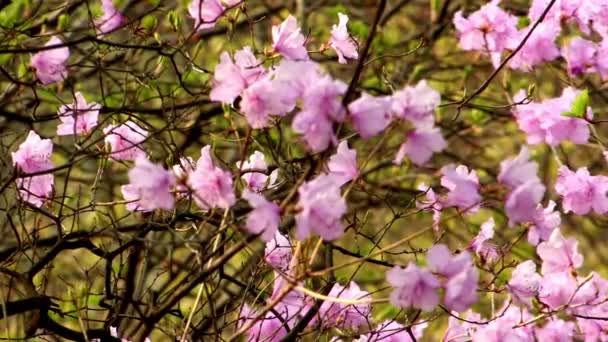 Trees blossom with pink flowers in park — Stock Video