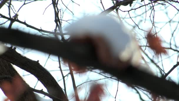 Snö på grenarna med gula blad — Stockvideo