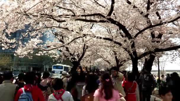 Люди ходят под цветущими деревьями — стоковое видео