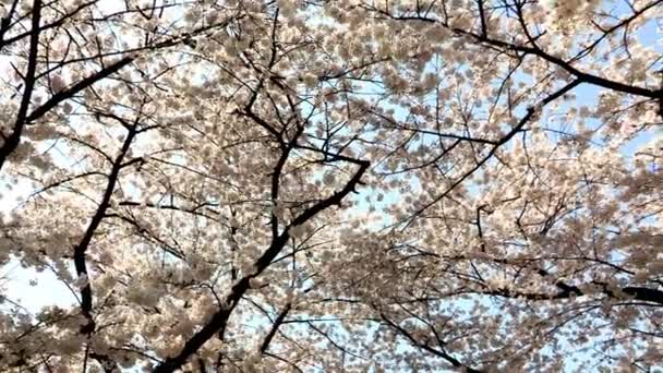 Belos galhos de árvore com flor de cereja — Vídeo de Stock